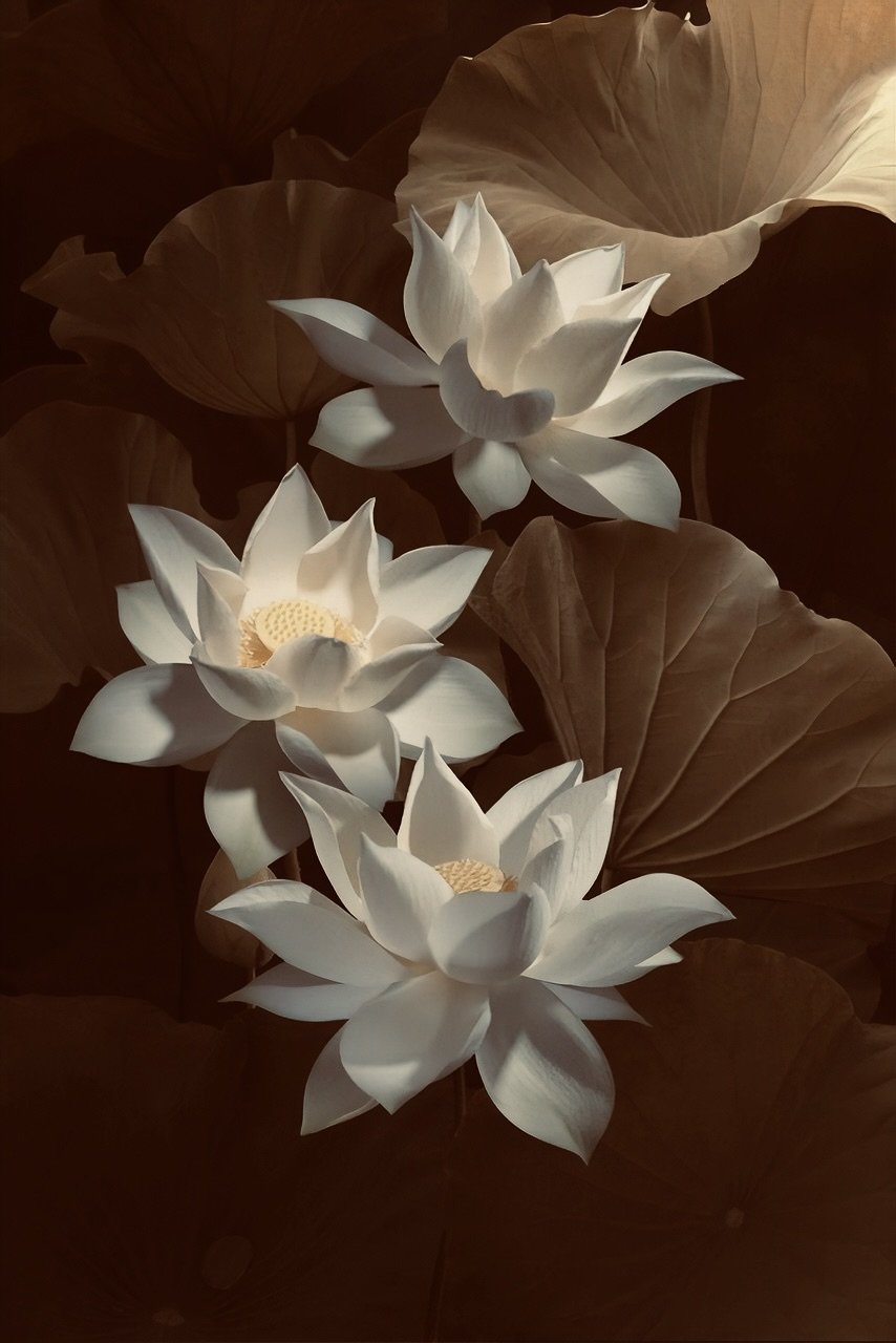 Transmutation des mémoires cellulaires